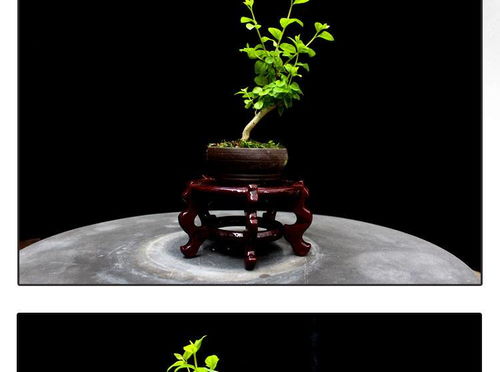 方寸間的詩意與清新 如皋紫薇微型盆景，打造桌面素雅文藝空間